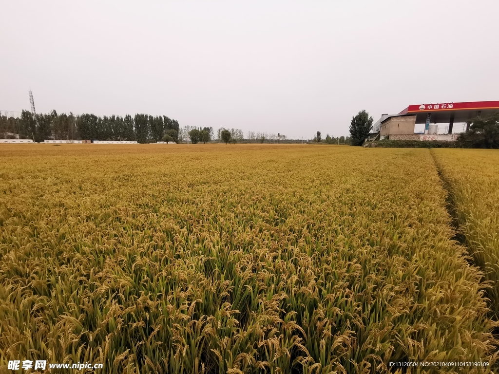 稻田 大米 庄稼 稻谷 粮田