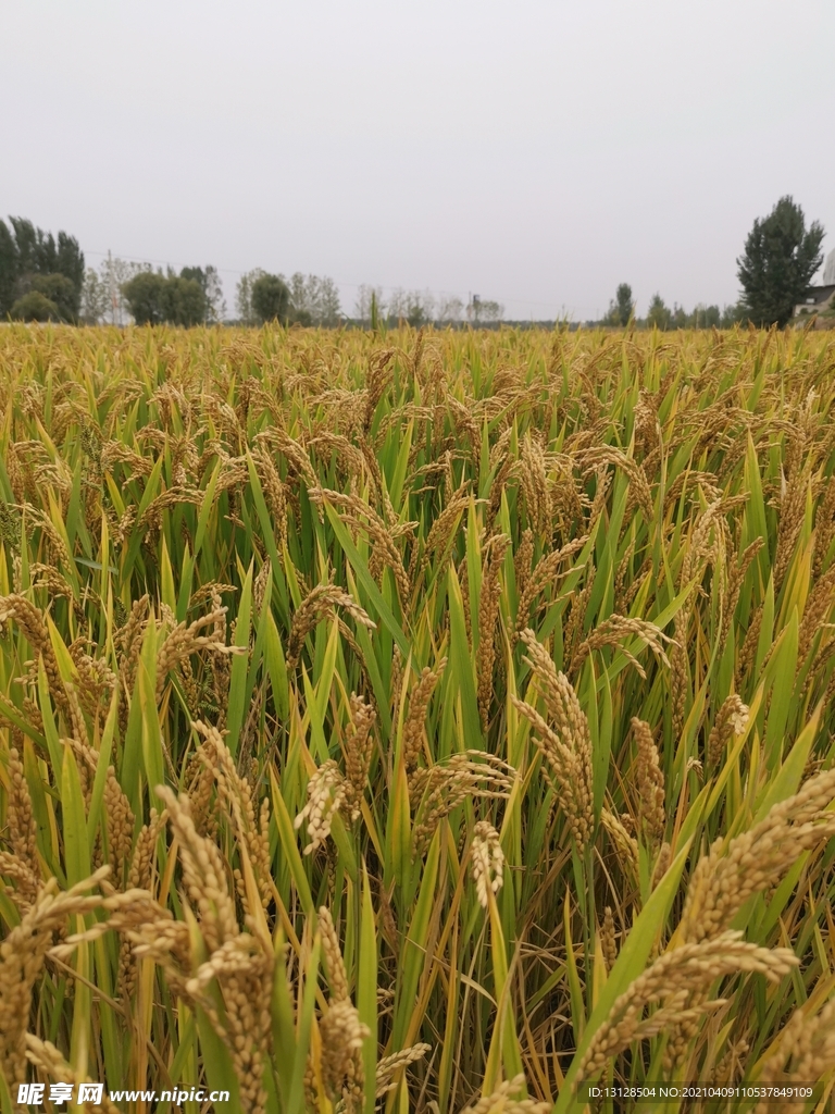 稻田 大米 庄稼 稻谷 粮田