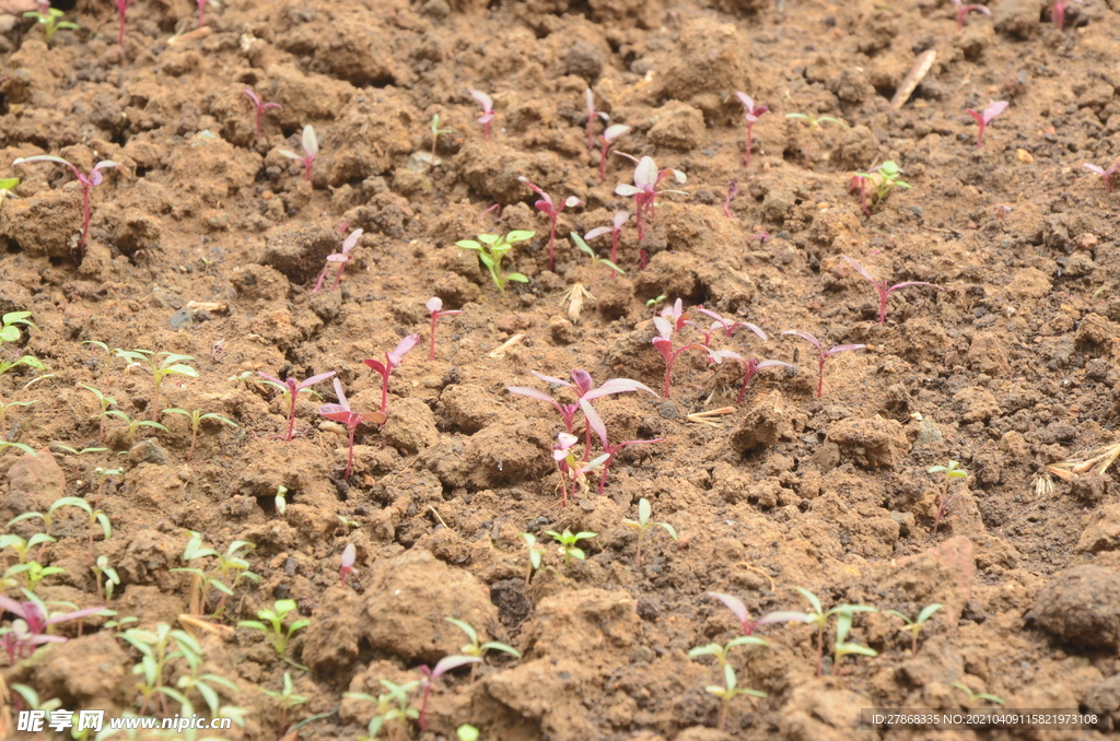 泥土发芽