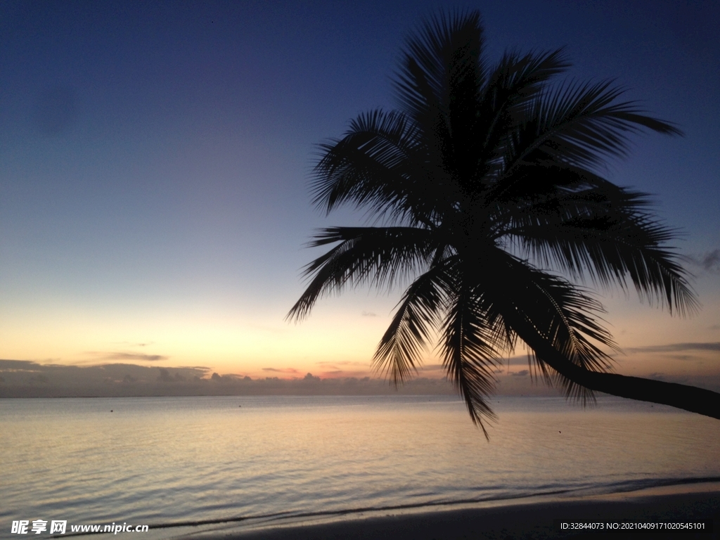 马尔代夫沙滩棕榈树