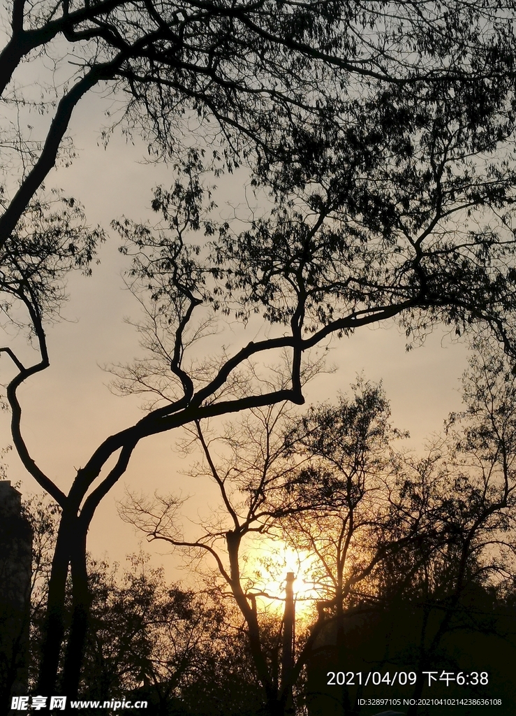 夕阳西下 沧桑老树