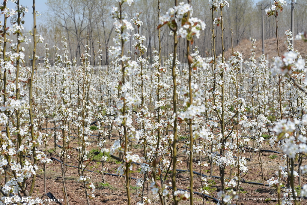 一片梨花林