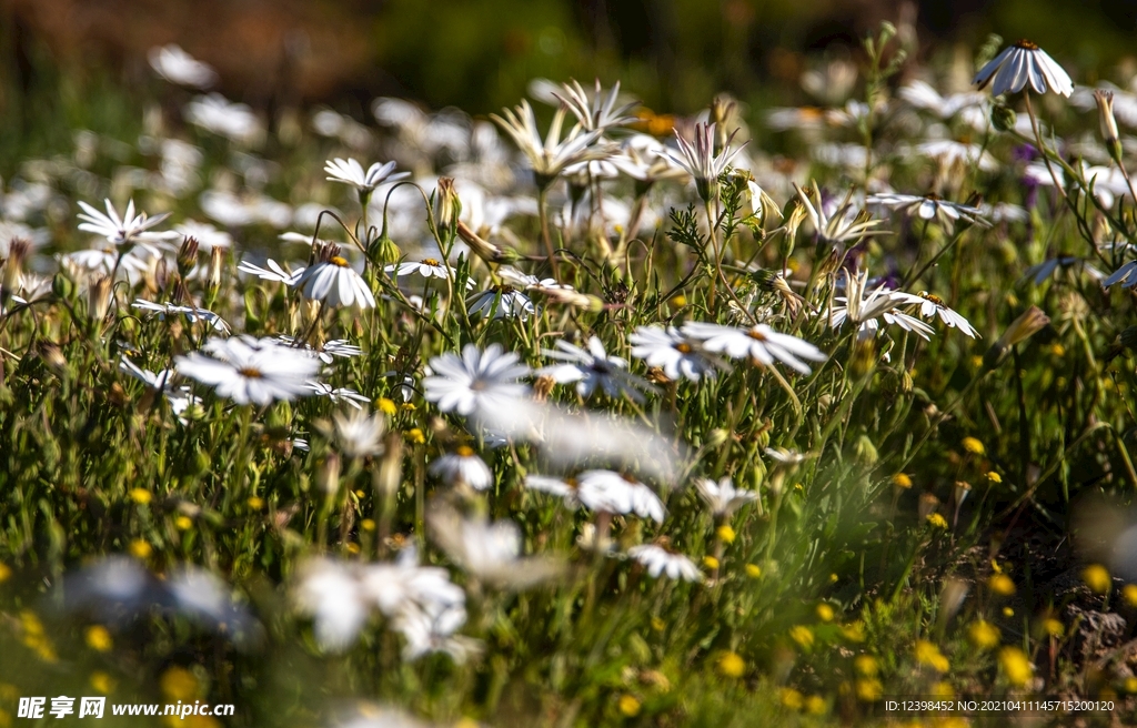 乡野里的野菊花