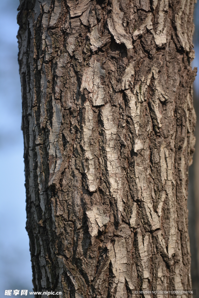 树皮肌理