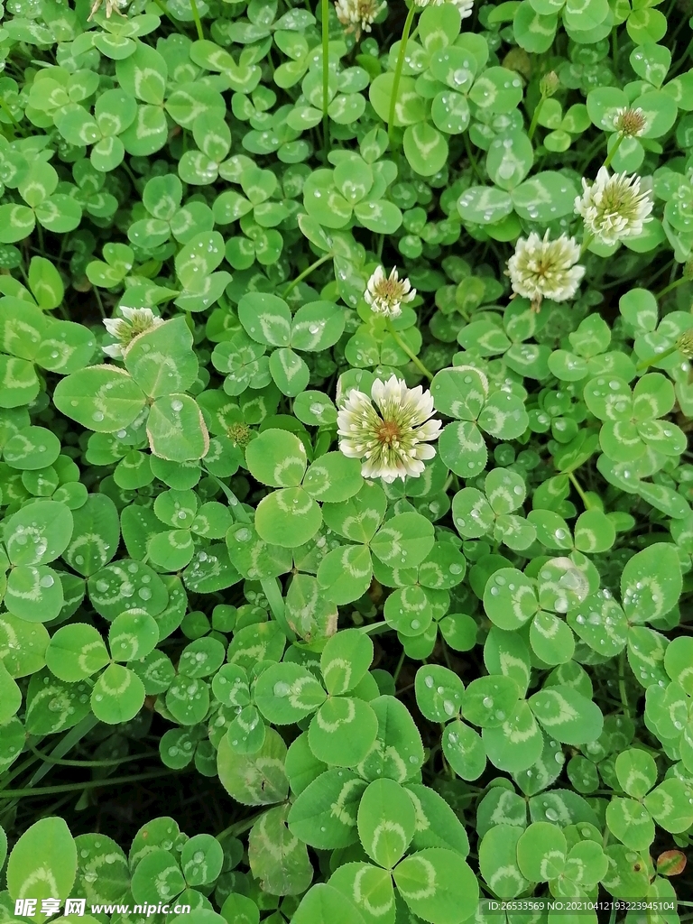 三叶草 春天 绿色背景 生命