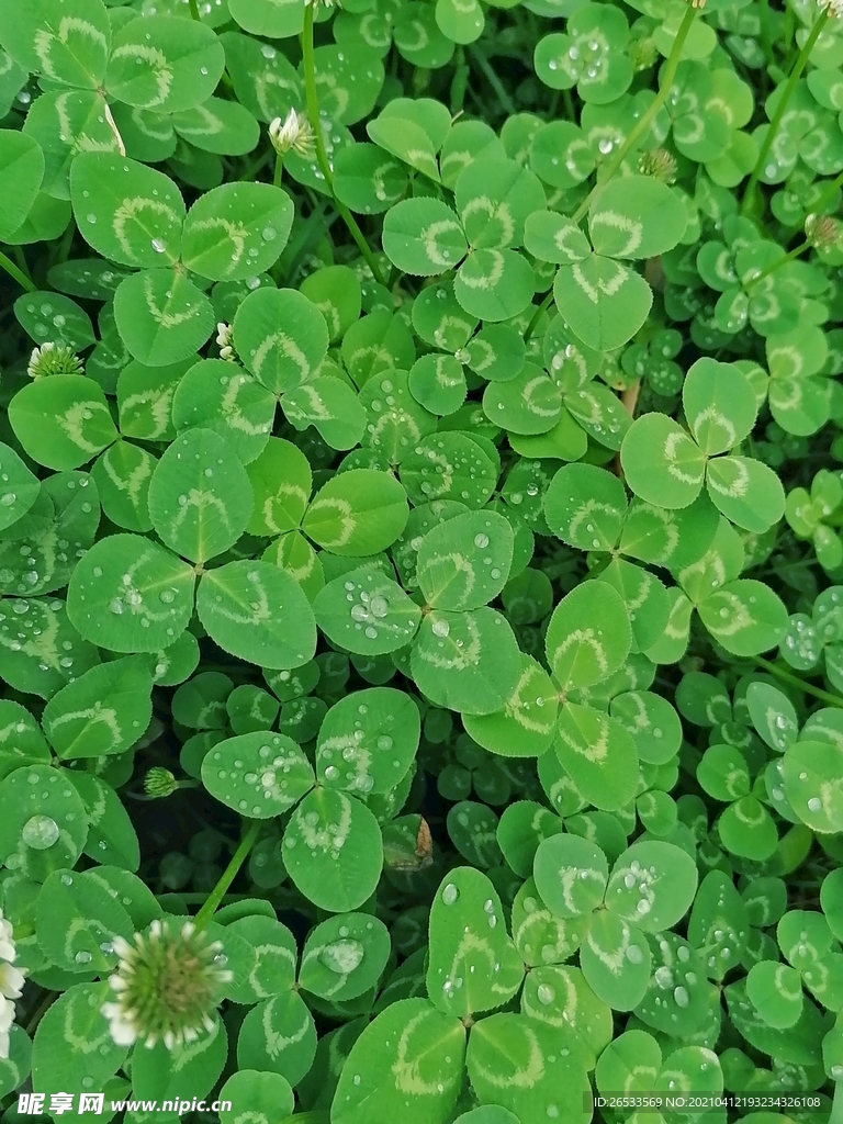 三叶草 春天 绿色背景 生命