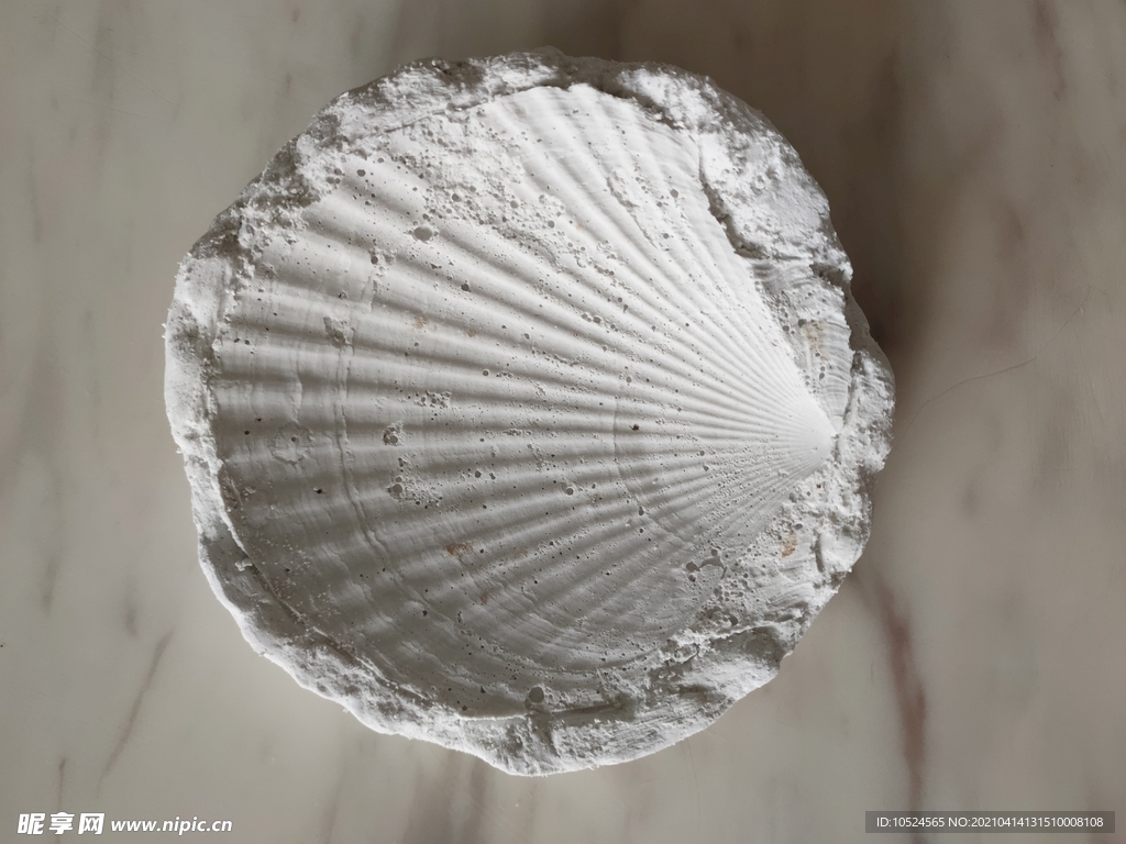 石膏制作而成的贝壳化石