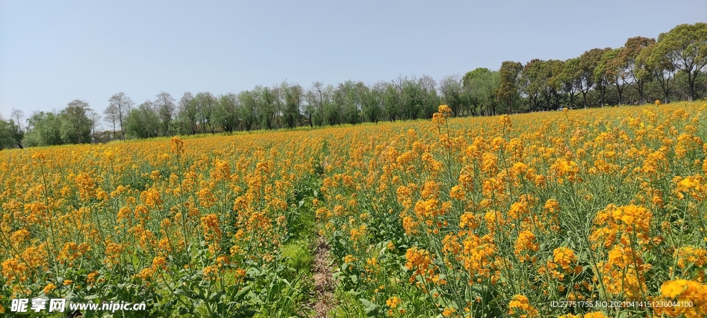 金黄的油菜花