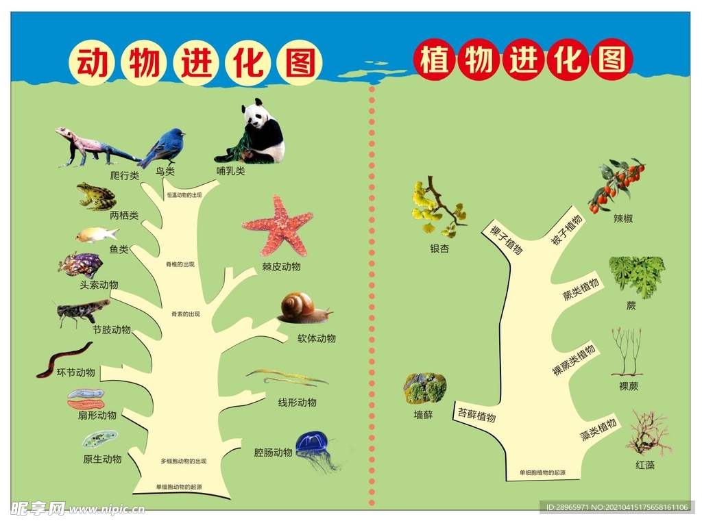 动植物进化图