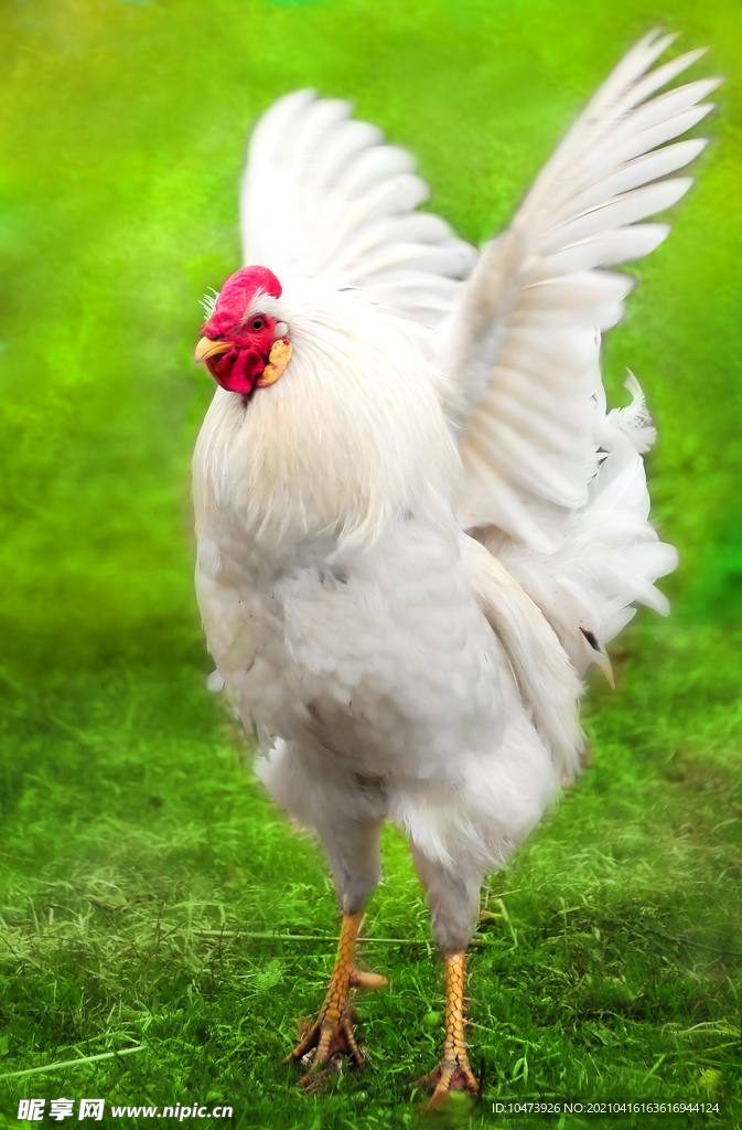 大白公鸡摄影图片