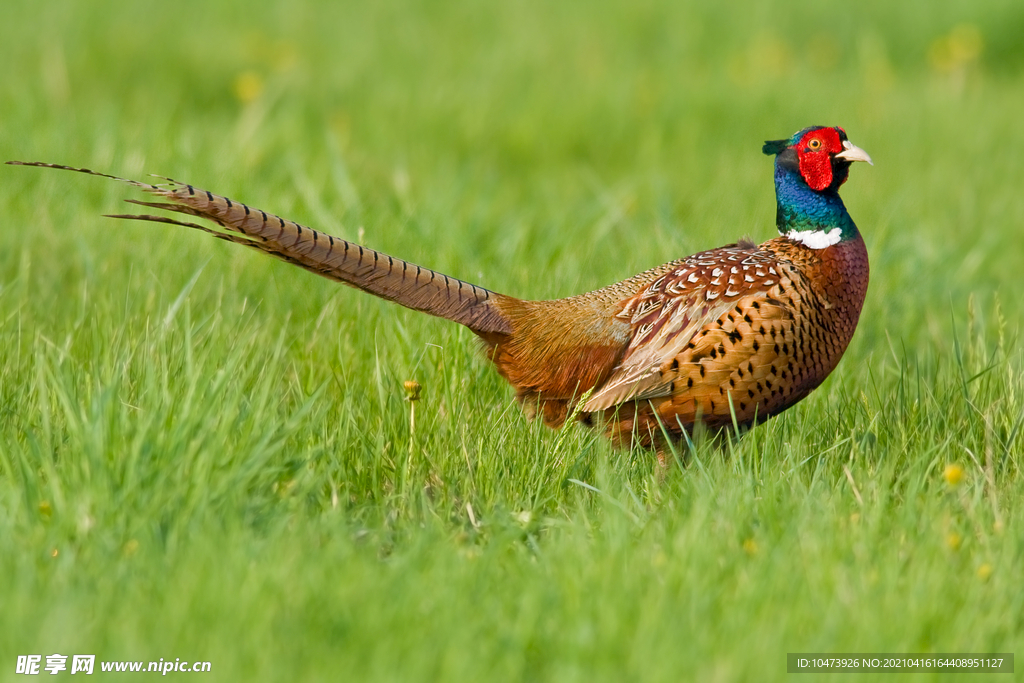 草地上的锦鸡图片