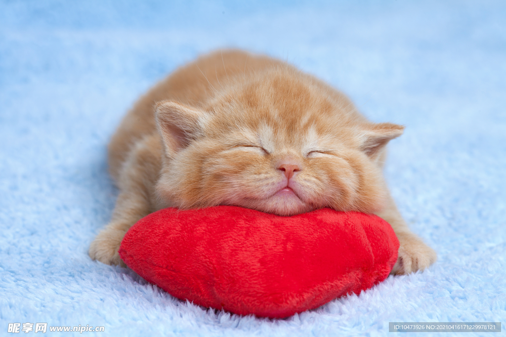 憨睡的小猫咪图片