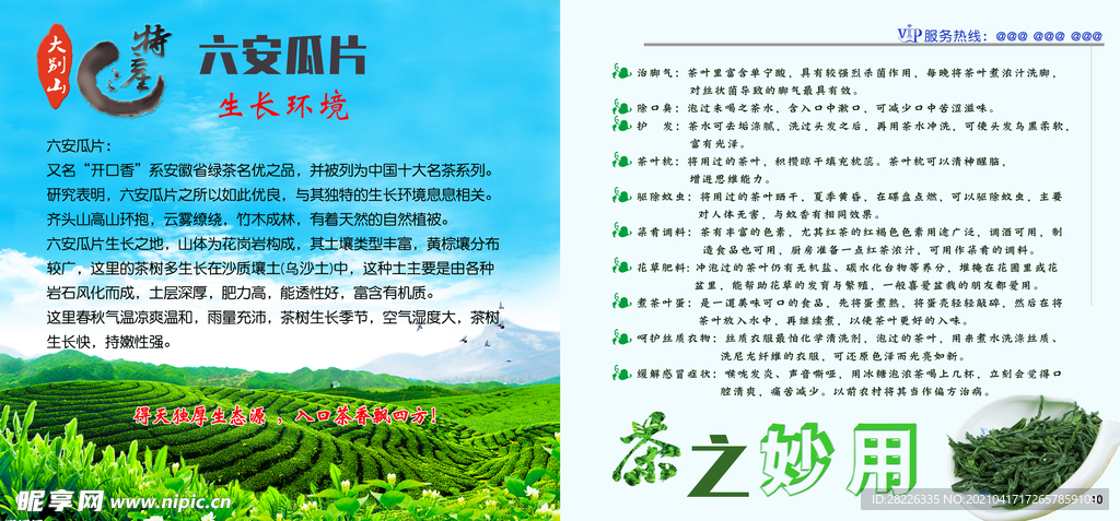 六安瓜片宣传册 内页第二页