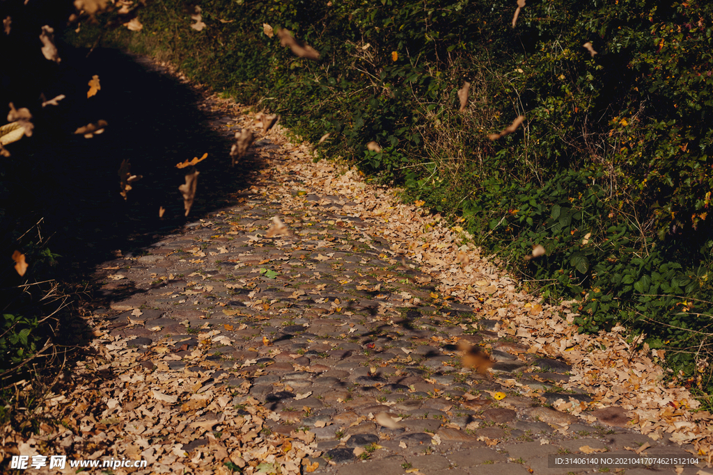 秋天的乡间小道图片
