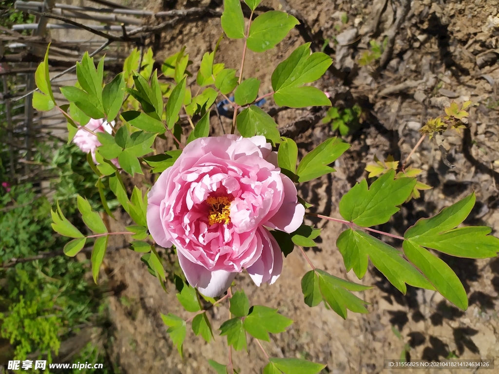 粉色牡丹摄影图片