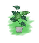 树 植物素材 板绘 手绘