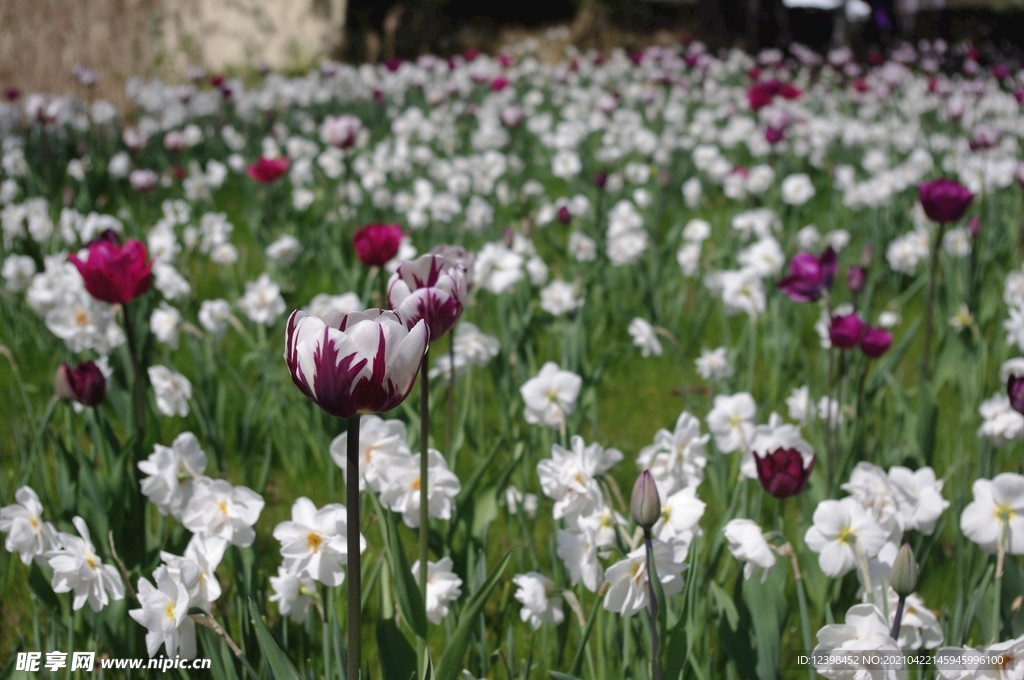 美丽的郁金香鲜花