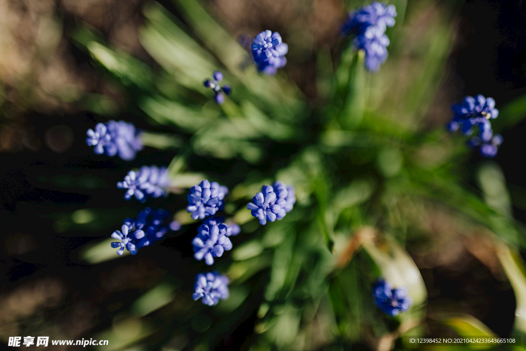 蓝色风信子鲜花