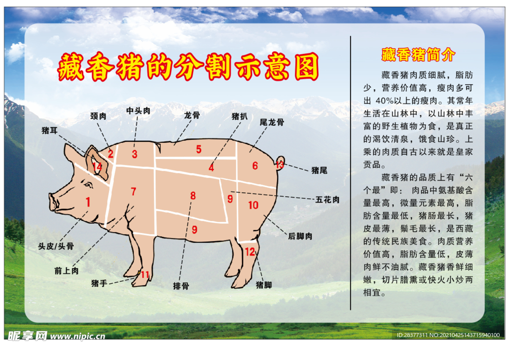 猪肉分割图