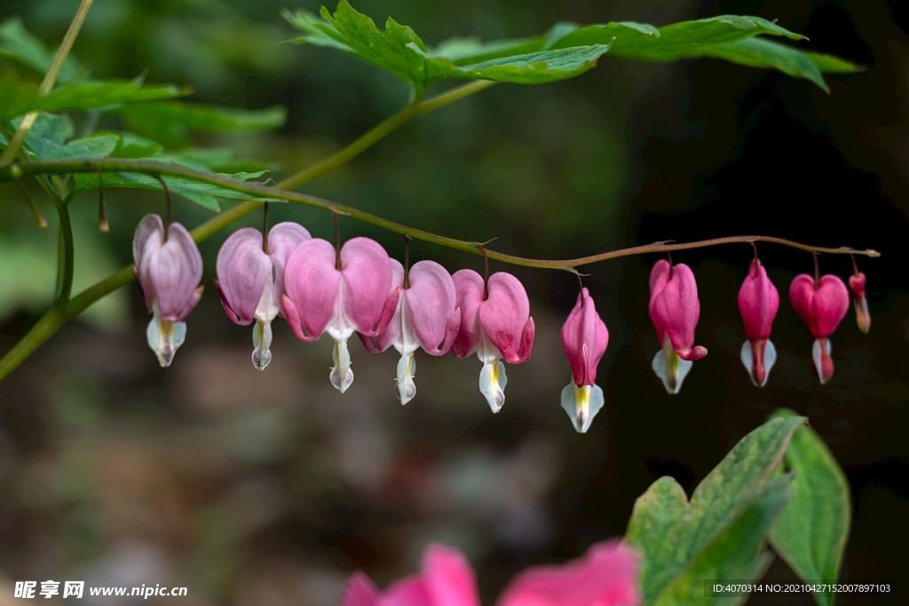 粉色滴水牡丹花摄影图片