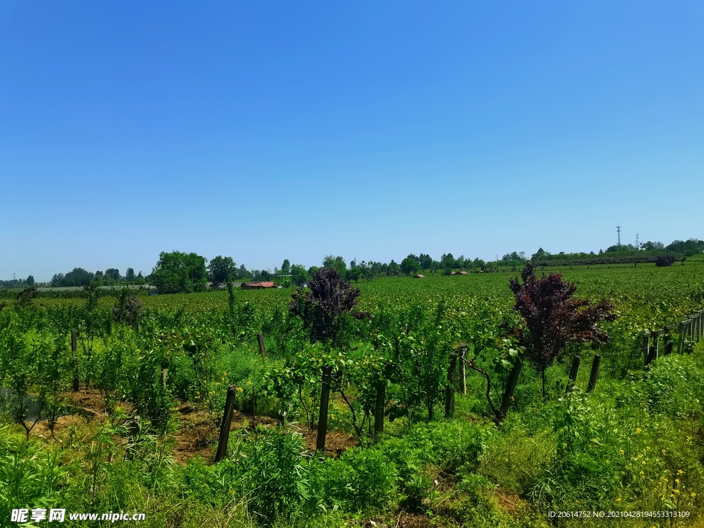 蓝天下的乡村美景