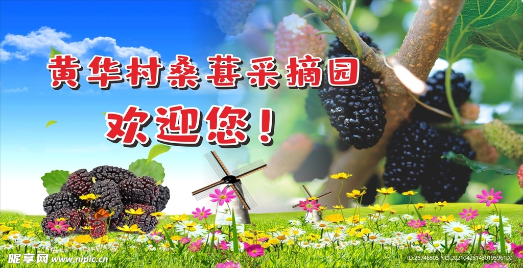 桑葚园   背景   采摘