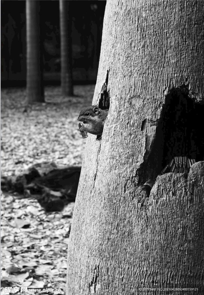 保护野生写实松鼠