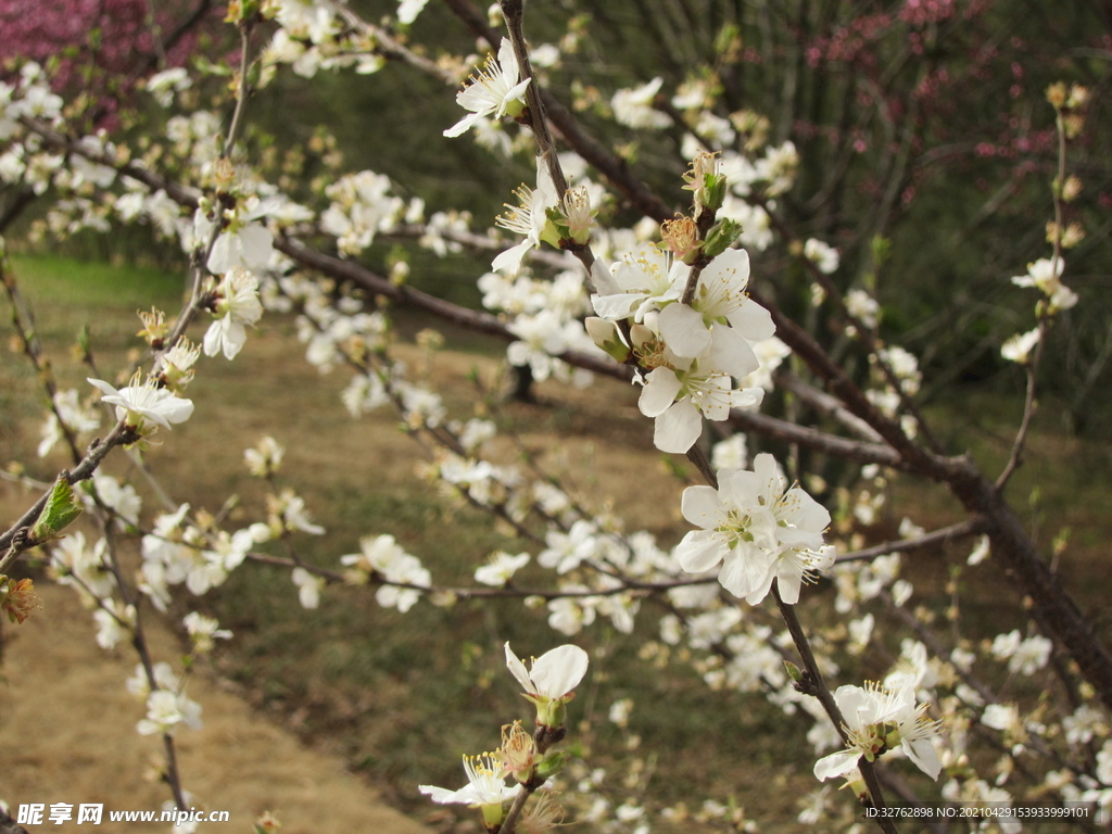 白桃花