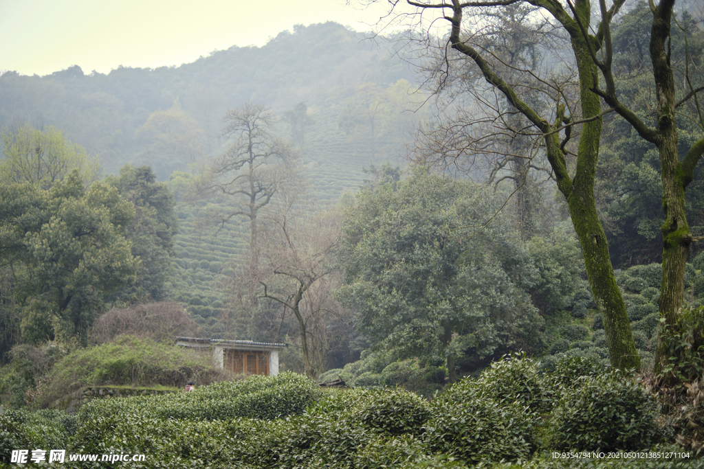 龙井茶茶园