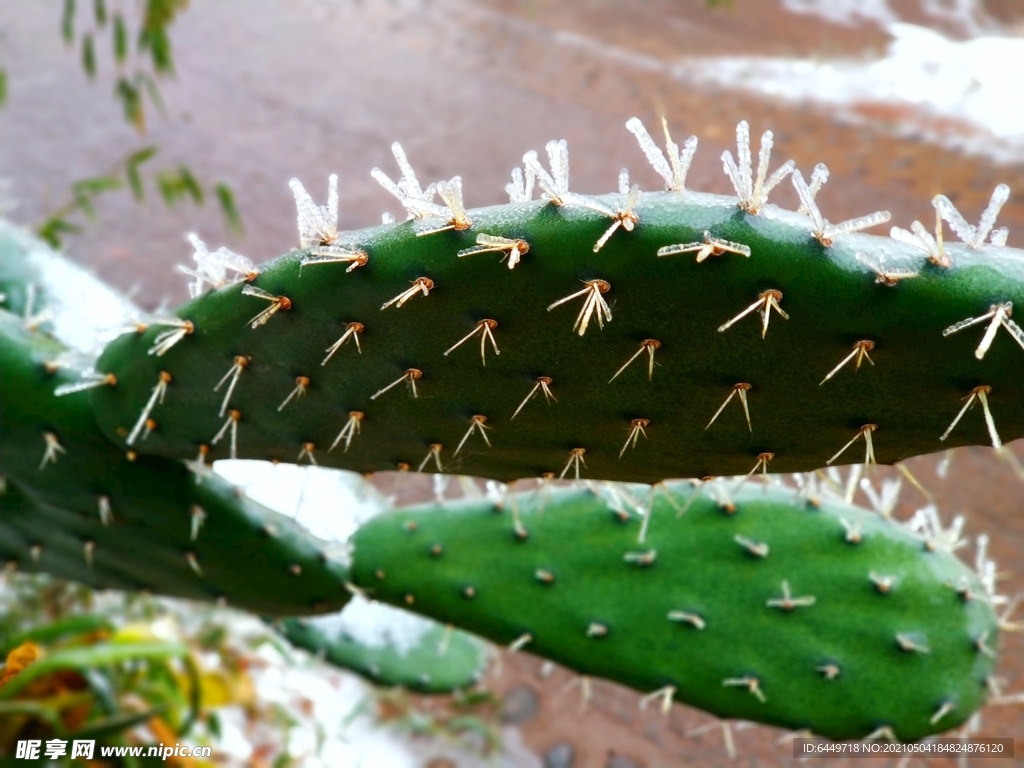 冰霜仙人掌