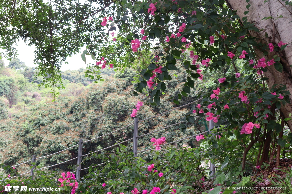 三角梅花朵风景