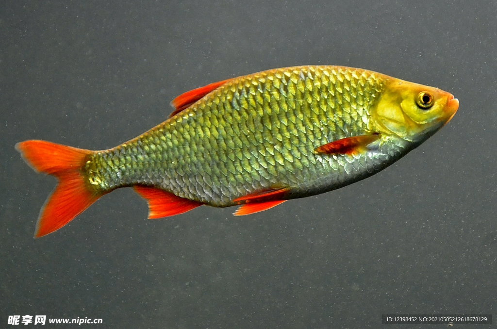 水里的游弋的鱼