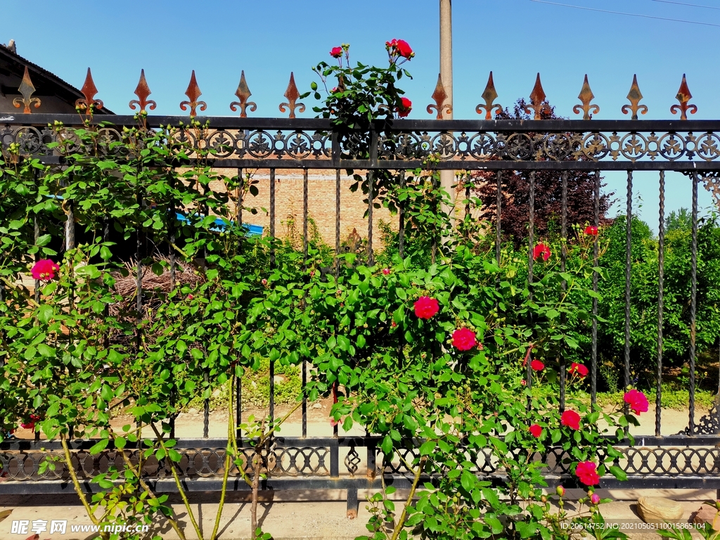 缠绕栅栏的月季花