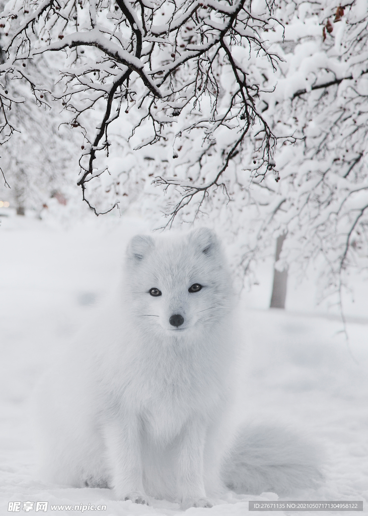 雪白狐狸可爱动物