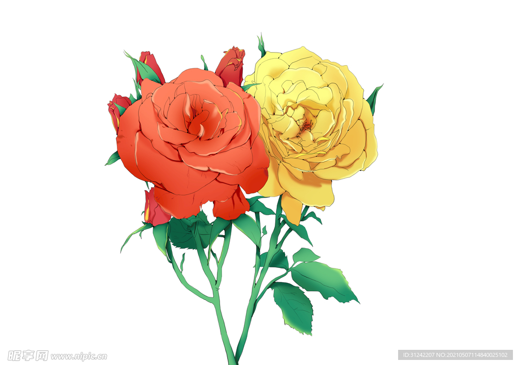 双色玫瑰手绘插画