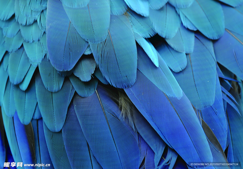 鸟类尾巴羽毛展示