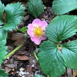 甜宝草莓生长记录 开花