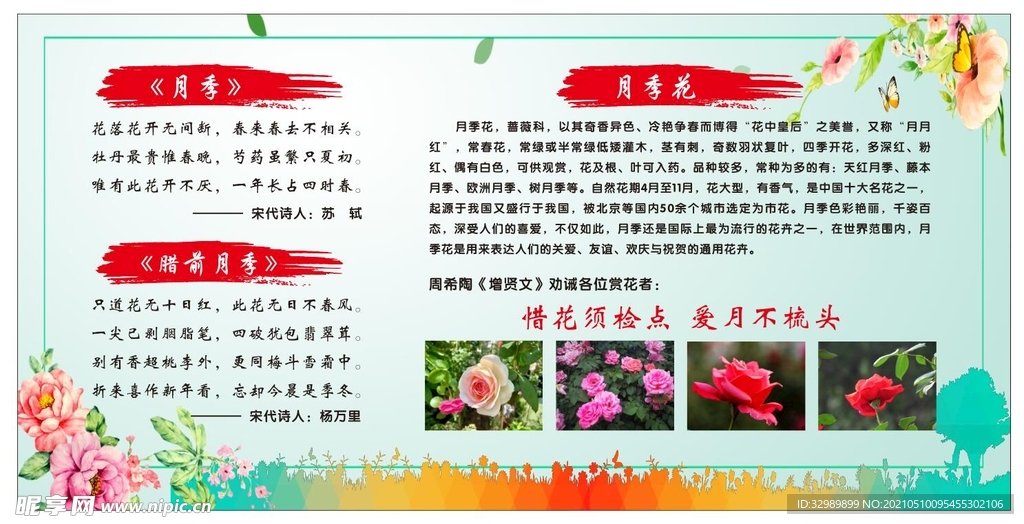 月季花简介 介绍