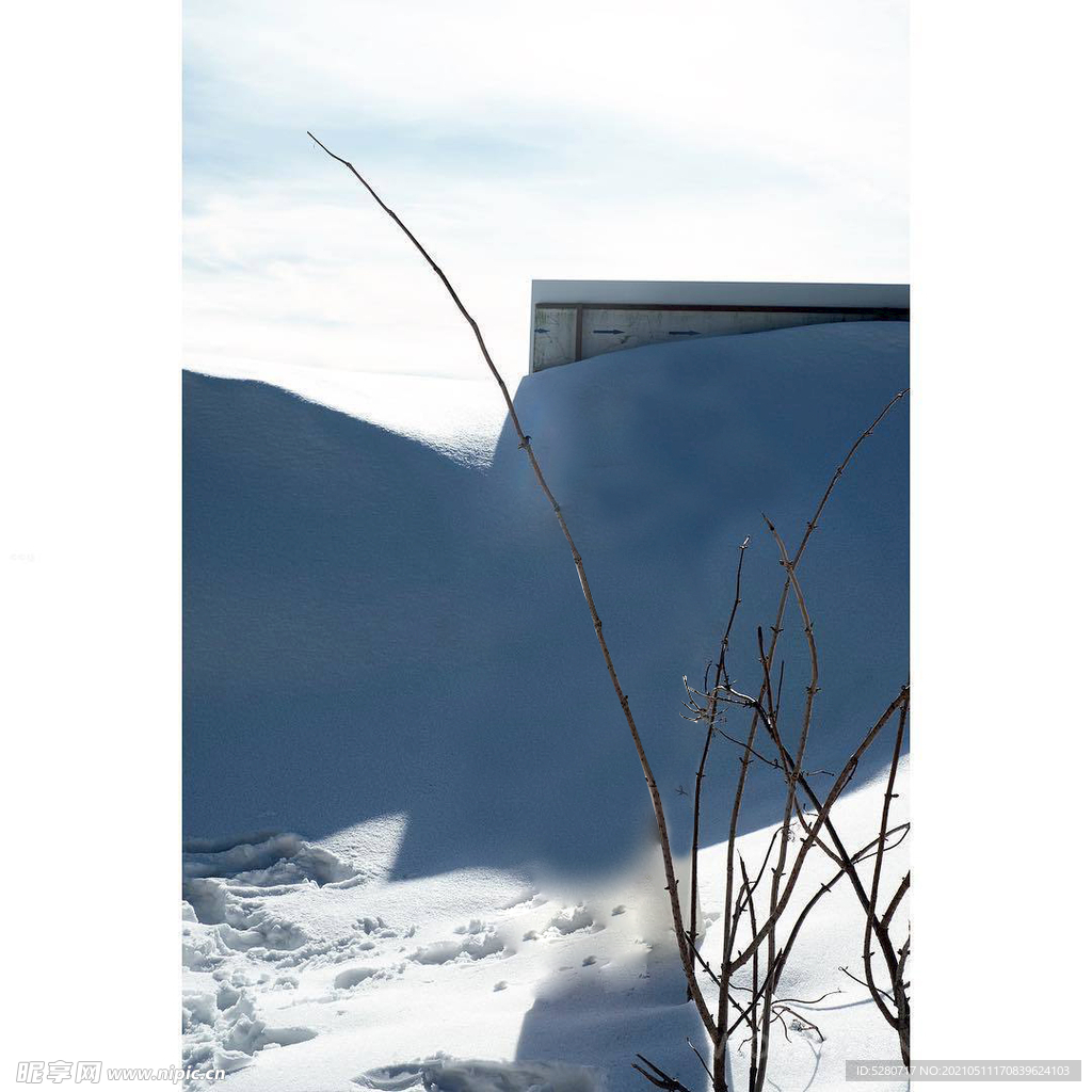 冬日雪景 干枯树枝