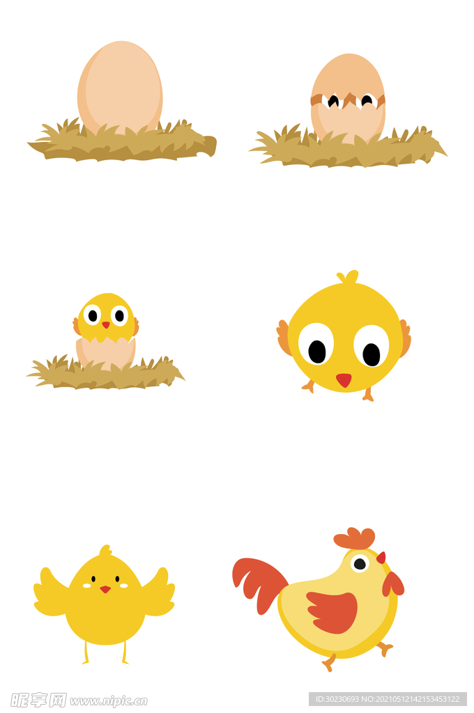 大公鸡成长过程