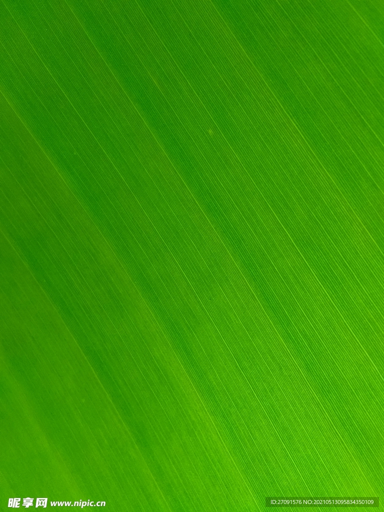 绿色纹理背景