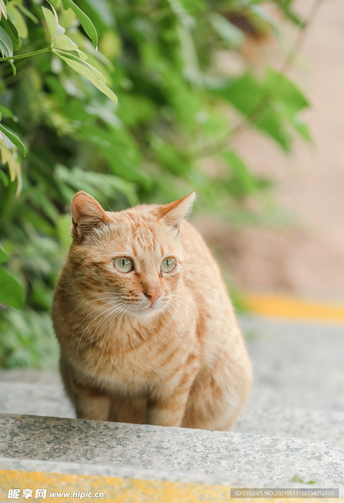 宠物萌宠猫咪橘猫摄影图