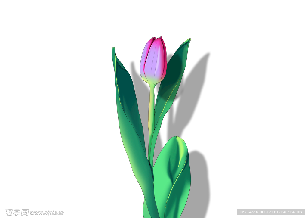 丁香花手绘插画