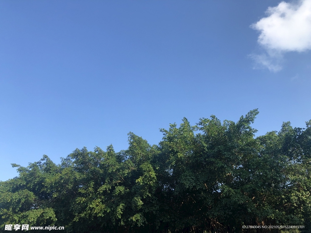 白云与绿树