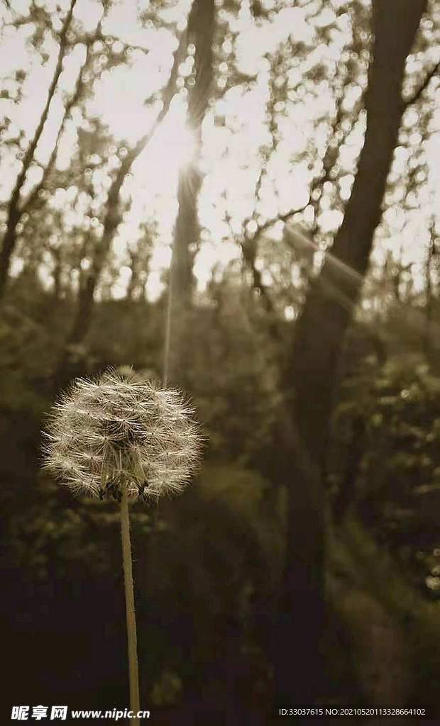 蒲公英照片