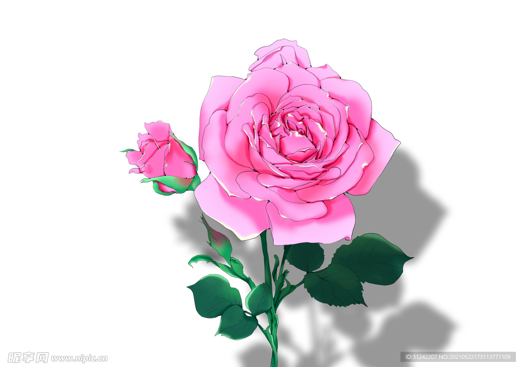 玫瑰花手绘插画