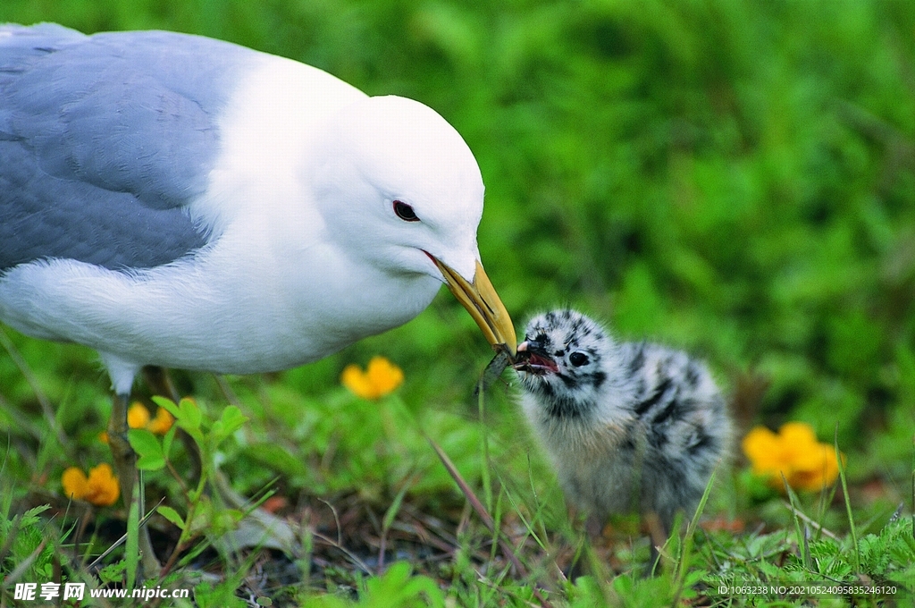 白海欧妈妈哺育幼鸟