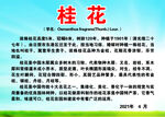桂花牌