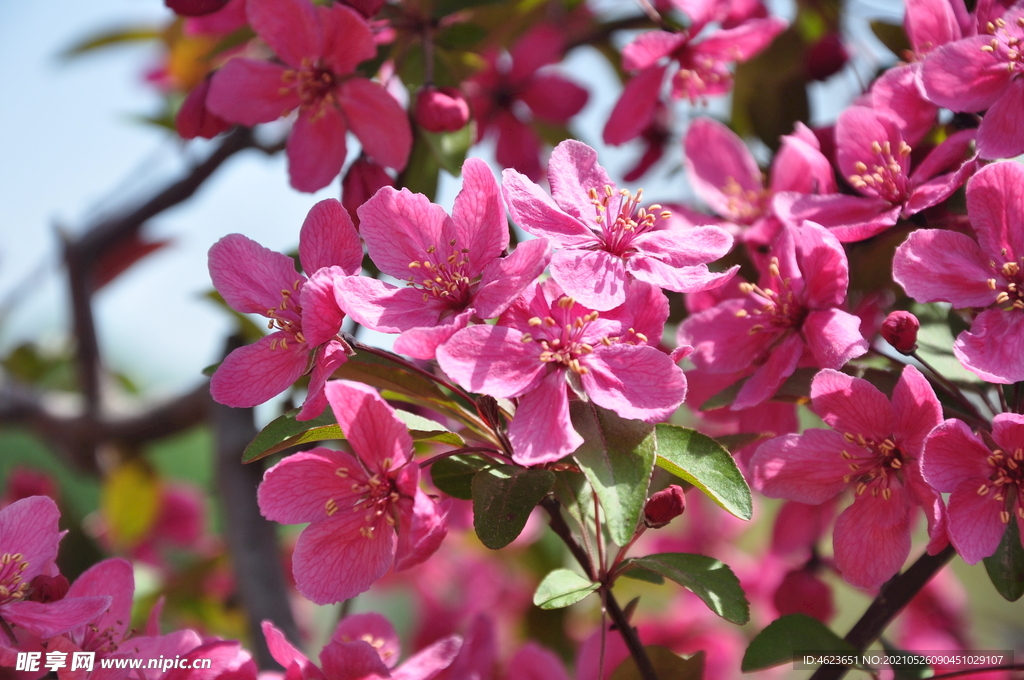 艳丽的北美海棠花朵