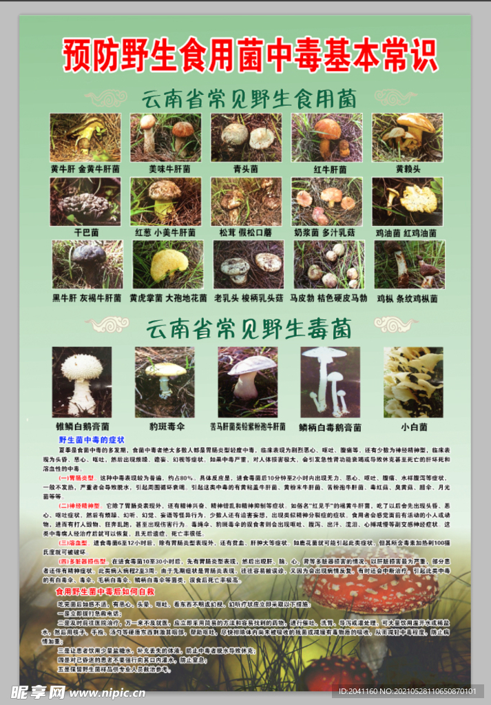 云南野生食用菌毒菌